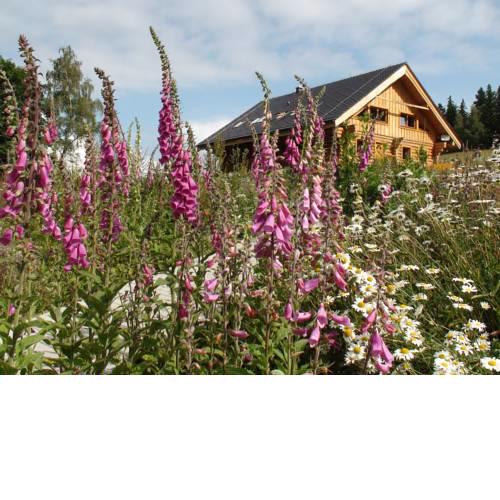 Srub Javorná - Šumava