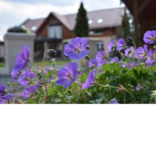 Steffis - Hof