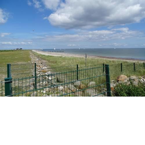 Strandkrabbe