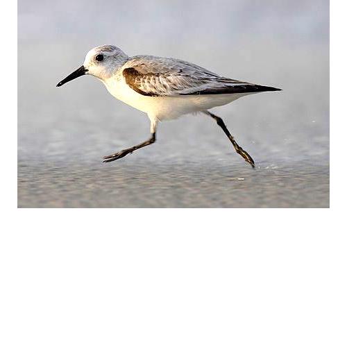 Strandläufer Zempin