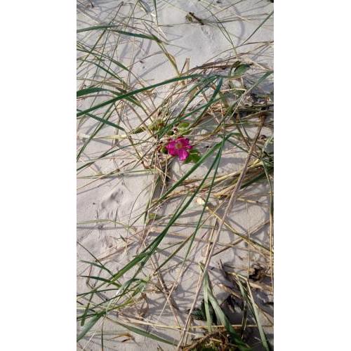 Strandrose