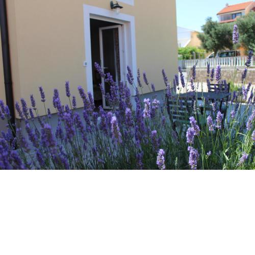 Studio Lavanda in Kornić, Krk