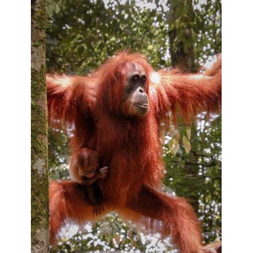 Sumatra Jungle Trek In & Orangutan Trips