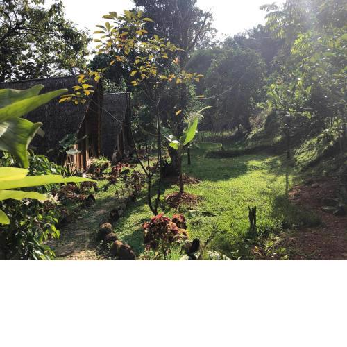 Sumatra Thomas Leaf Monkey Guesthouse & Jungle Trek