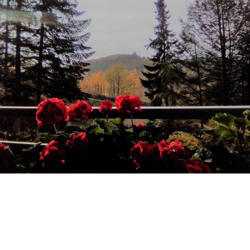 Tannenblick