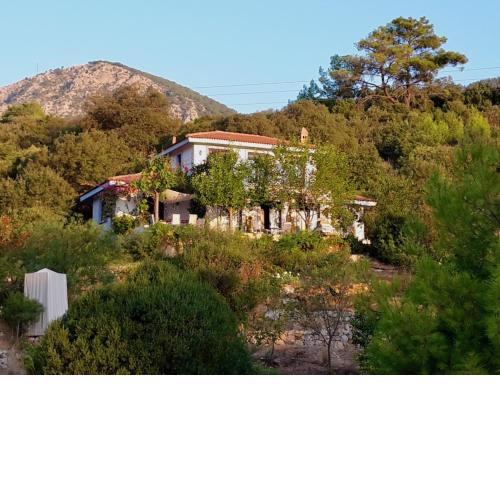 The Lazy Olive private villa and natural pool near antique Olympos