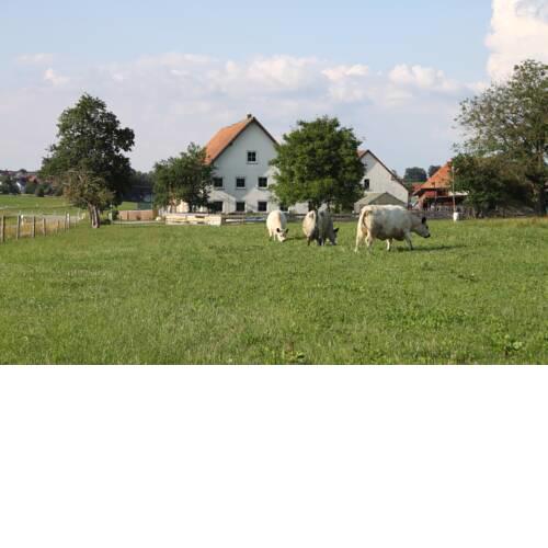 Traubshof
