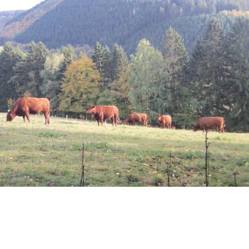 Urlaub auf dem Bauernhof