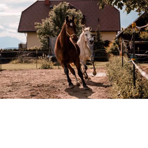 Urlaub für Mensch und Tier - Appartements Pirkhof