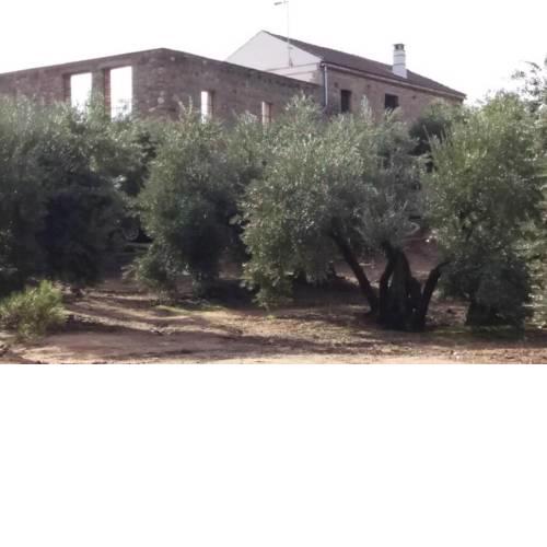 Viña Las Olivas