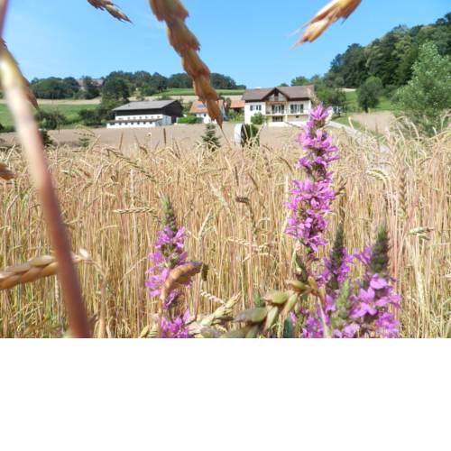 Vitalbauernhof Grabenjogl