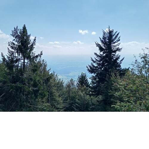 WALDFEE