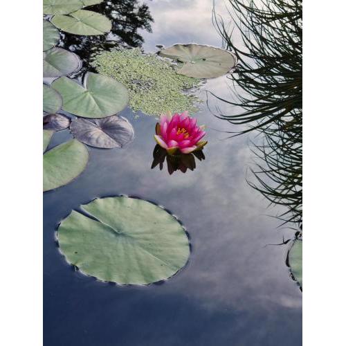 Water Lily Apartment