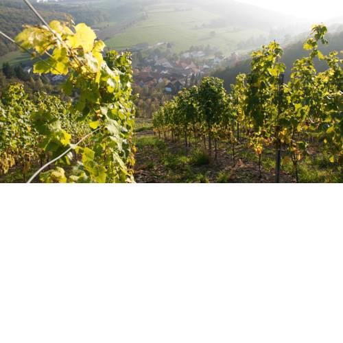 Weingut Hees - Landgasthof Zum Jäger aus Kurpfalz