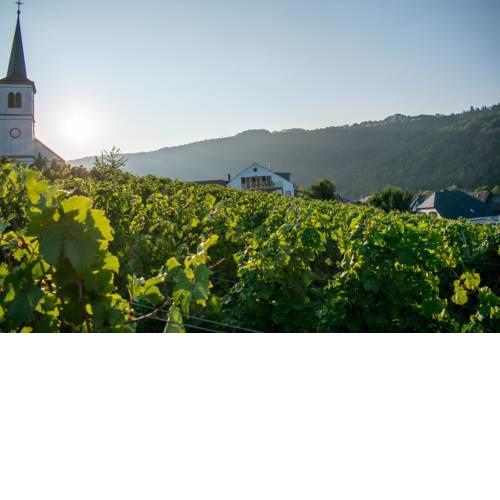 Weingut Johanneshof