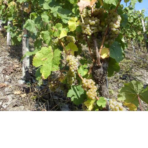 Weingut Kranz-Junk