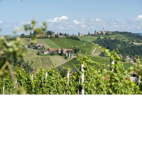Weingut Schauer