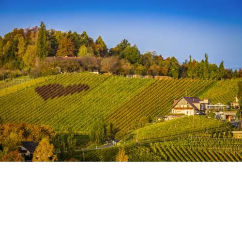Weingut Tschermonegg