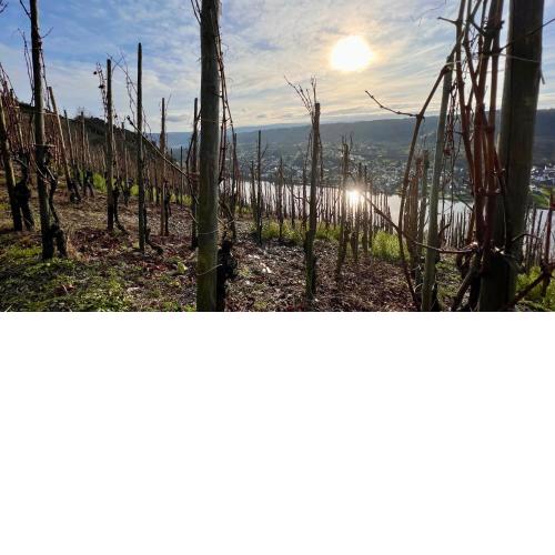 Weinrebe