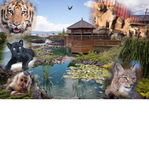 Wild Park Resort