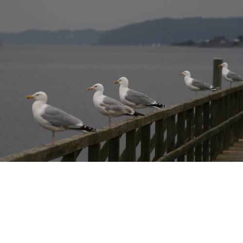 Wohnung Möwe